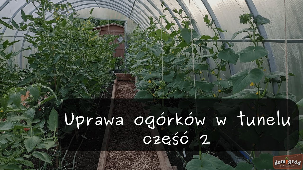 Uprawa ogórków w tunelu - część 2.
