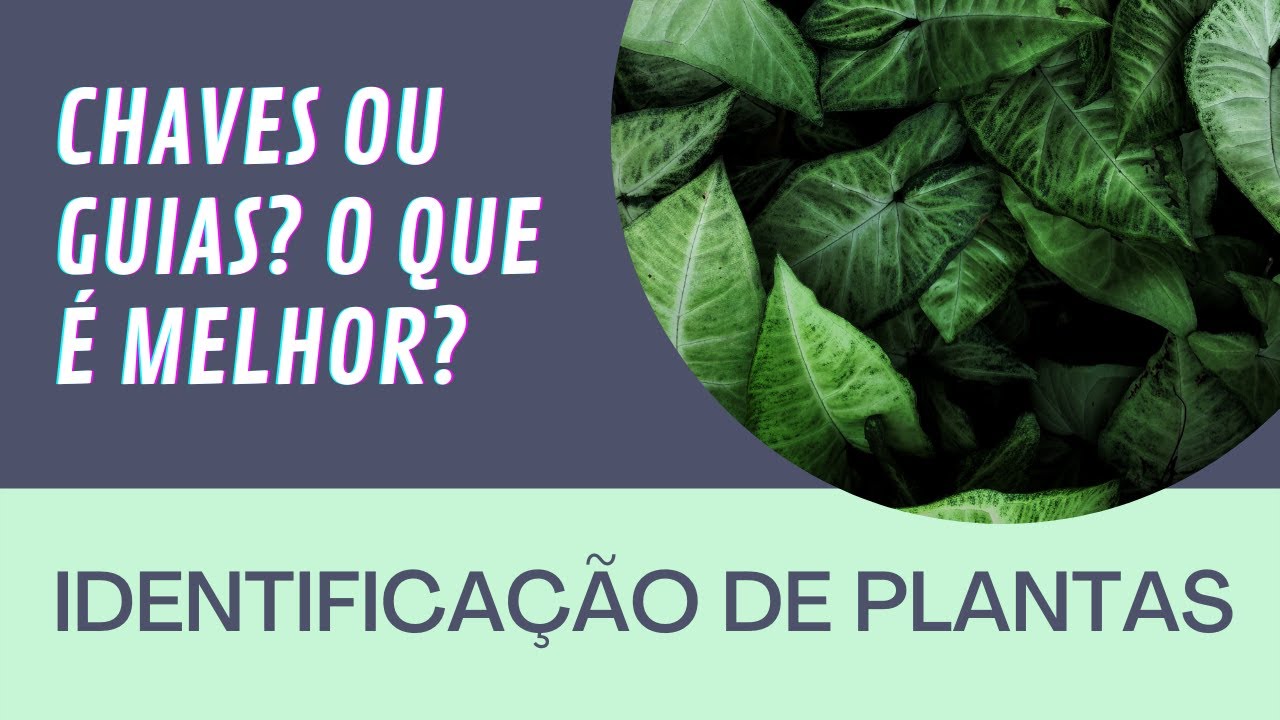 CHAVE OU GUIA FOTOGRÁFICO? O QUE É MELHOR PARA A IDENTIFICAÇÃO DE PLANTAS?