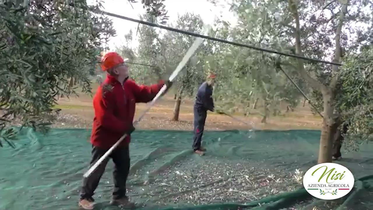 Azienda Agricola NISI - La Raccolta