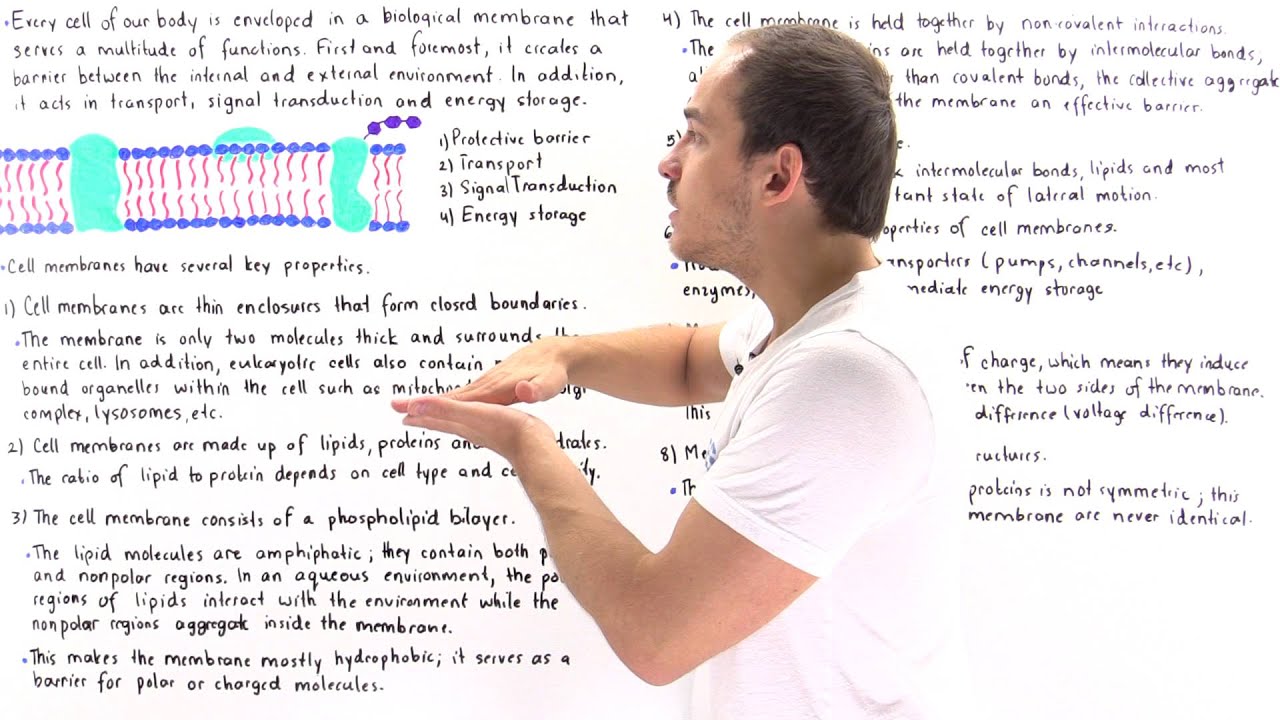 Properties of Cell Membrane