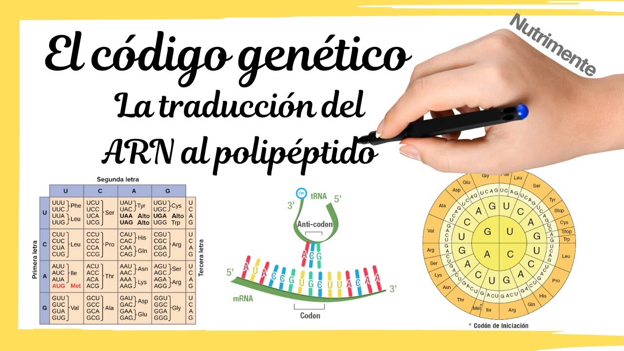 El C&Oacute;DIGO GEN&Eacute;TICO [La traducci&oacute;n del ARNm al polip&eacute;ptido]