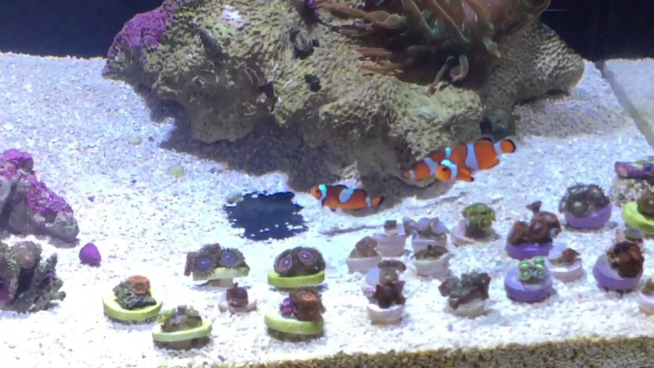 Innovative marine quick update 