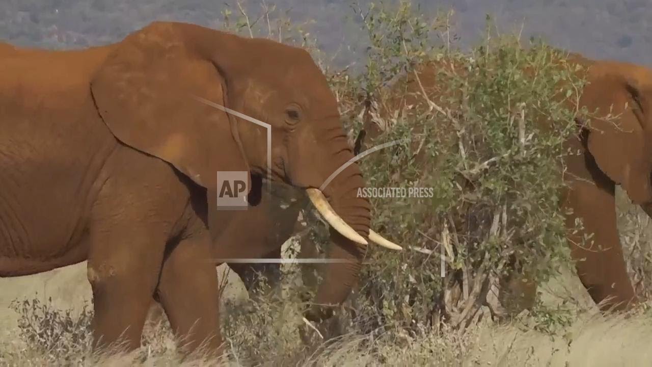 On World Elephant Day, Kenyan farmers use nature for peaceful human-elephant coexistence