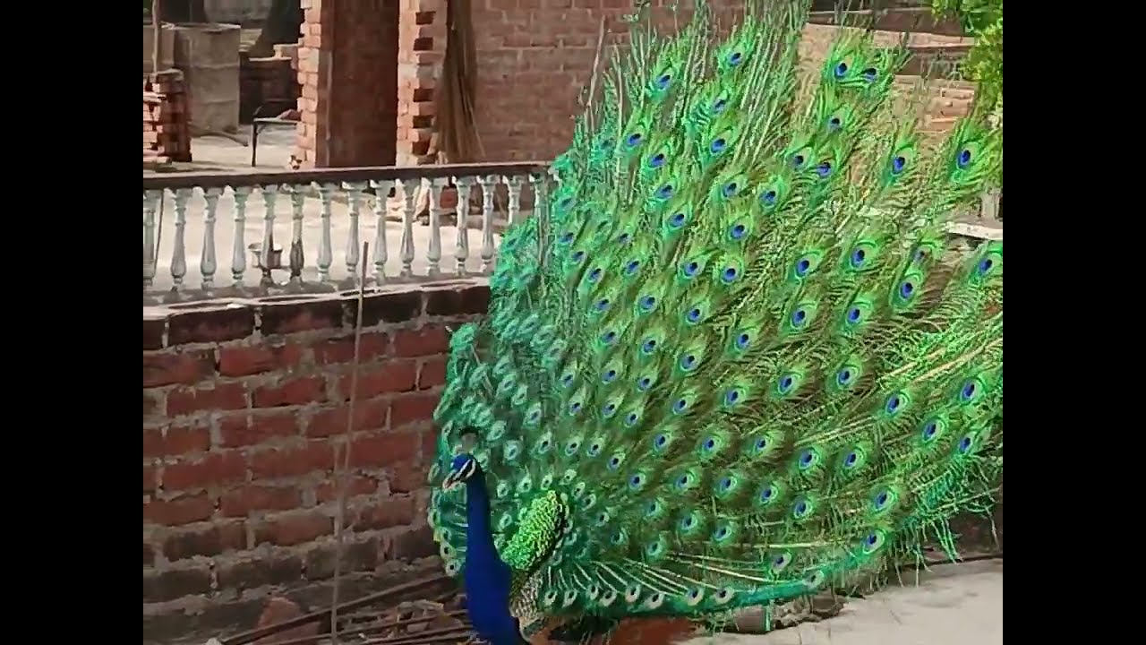 Majestic Indian Peacock Dancing on a Rooftop! 🦚✨ #PeacockDance, #IndianBirds, and #NaturePhotography