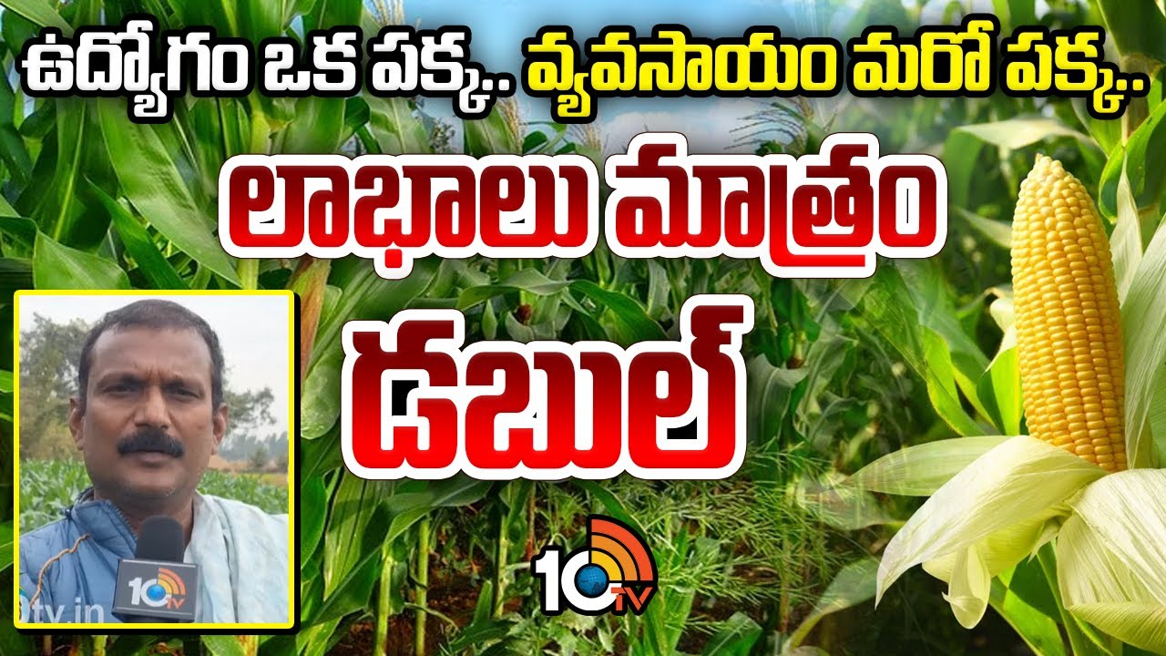 Double Profits | Job and Farming | ఉద్యోగం ఒక పక్క.వ్యవసాయం మరో పక్క..లాభాలు మాత్రం డబుల్ | 10TV