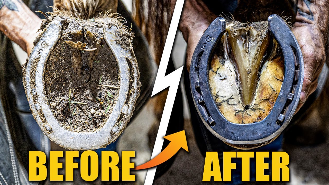 Satisfying FULL- Horse Hoof Restoration! | 4K FARRIER ASMR