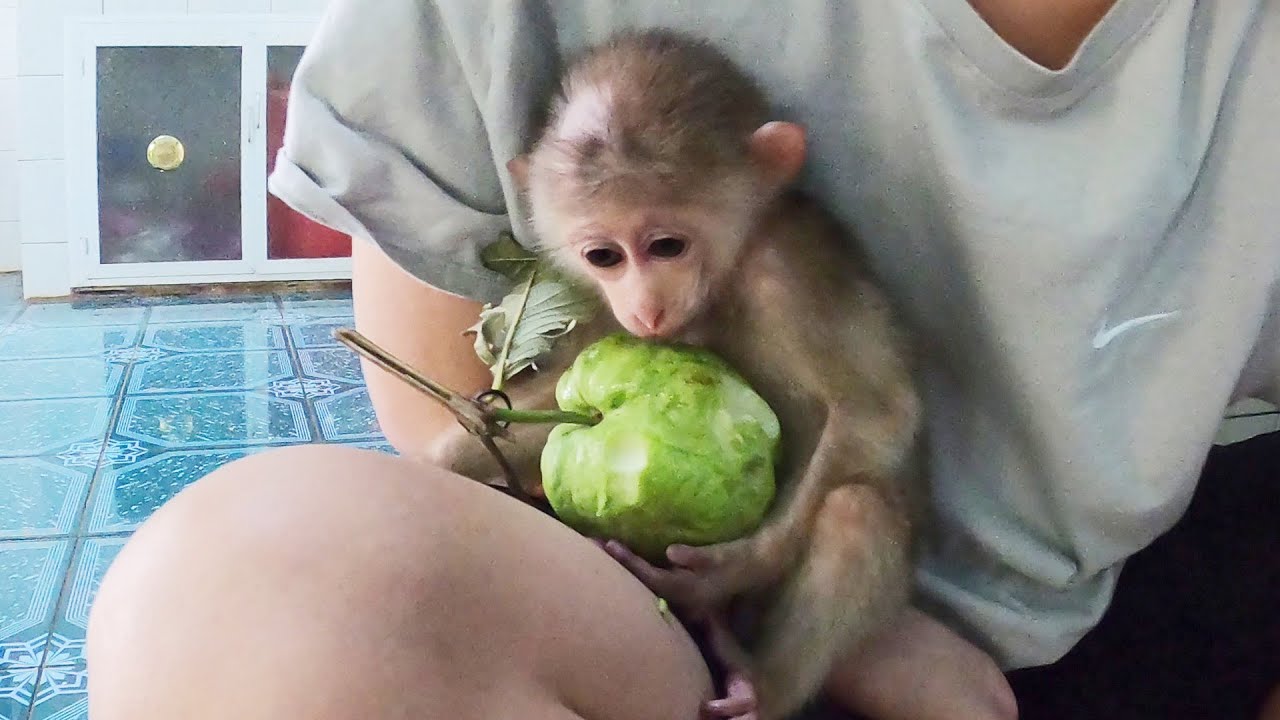 Baby monkey Ricky are sad after leaving monkey Rosi