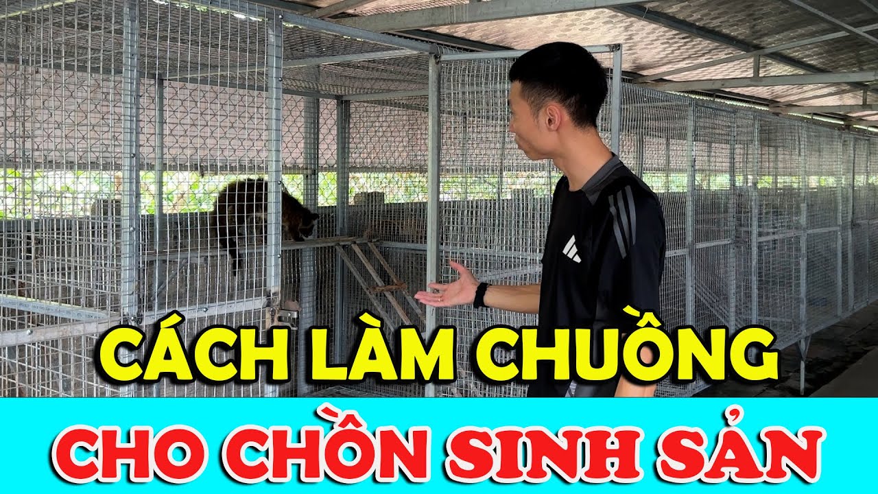 CÁCH LÀM CHUỒNG CHO CHỒN MỐC SINH SẢN NGƯỜI MỚI NUÔI CẦN PHẢI BIẾT | CHĂN NUÔI VIỆT