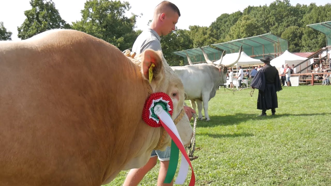 FARMEREXPO 2025. / LIMOUSIN és BLONDE D'AQUITAINE