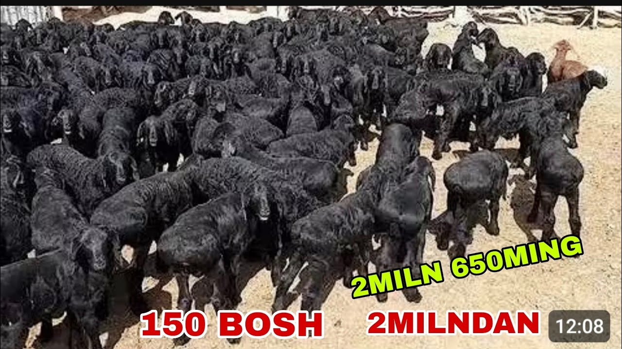 😳🌦️150 bosh 2miln 50mingdan qo’zilar keldi uzoq kutilgan veido 3miln 100ming katta 12 oylik qo’chqo