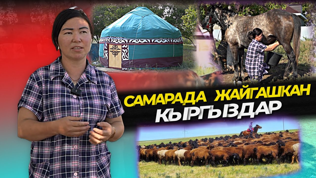 500 кой, жылкы кармаган КЫРГЫЗЫМ🔥 көрүп кубандым😍 жайлодогудай жашоо деп айтып берди⚠️