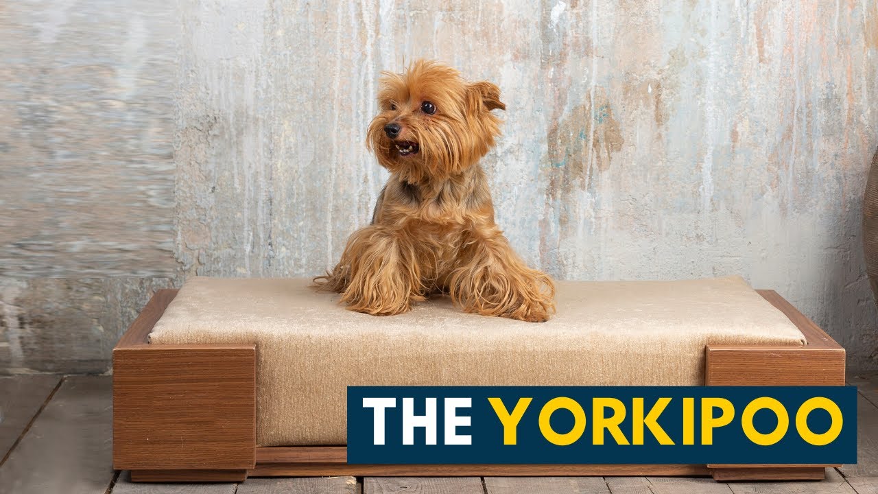 Yorkipoo: Your Guide to The Small, Sassy and Sweet Yorkie Poodle Mix Dog!