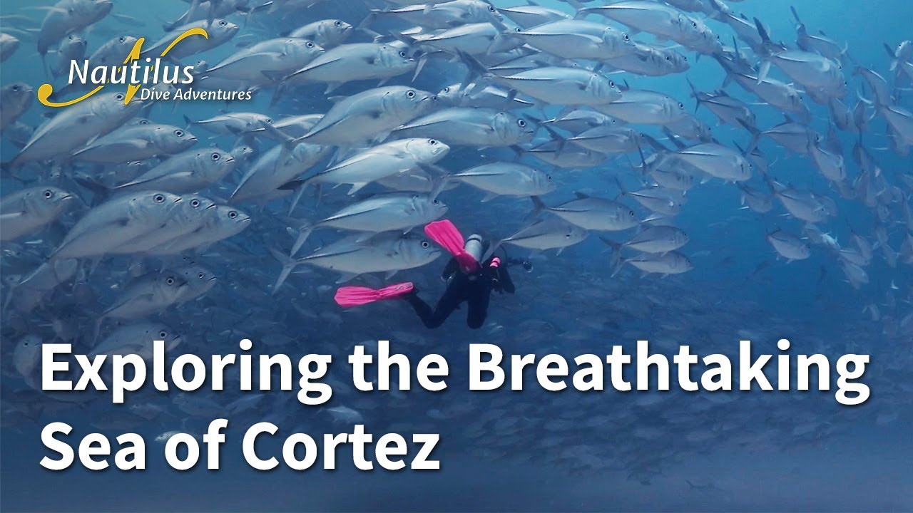 Exploring the Breathtaking Sea of Cortez on the Luxurious Nautilus Gallant Lady #baja #seaofcortez
