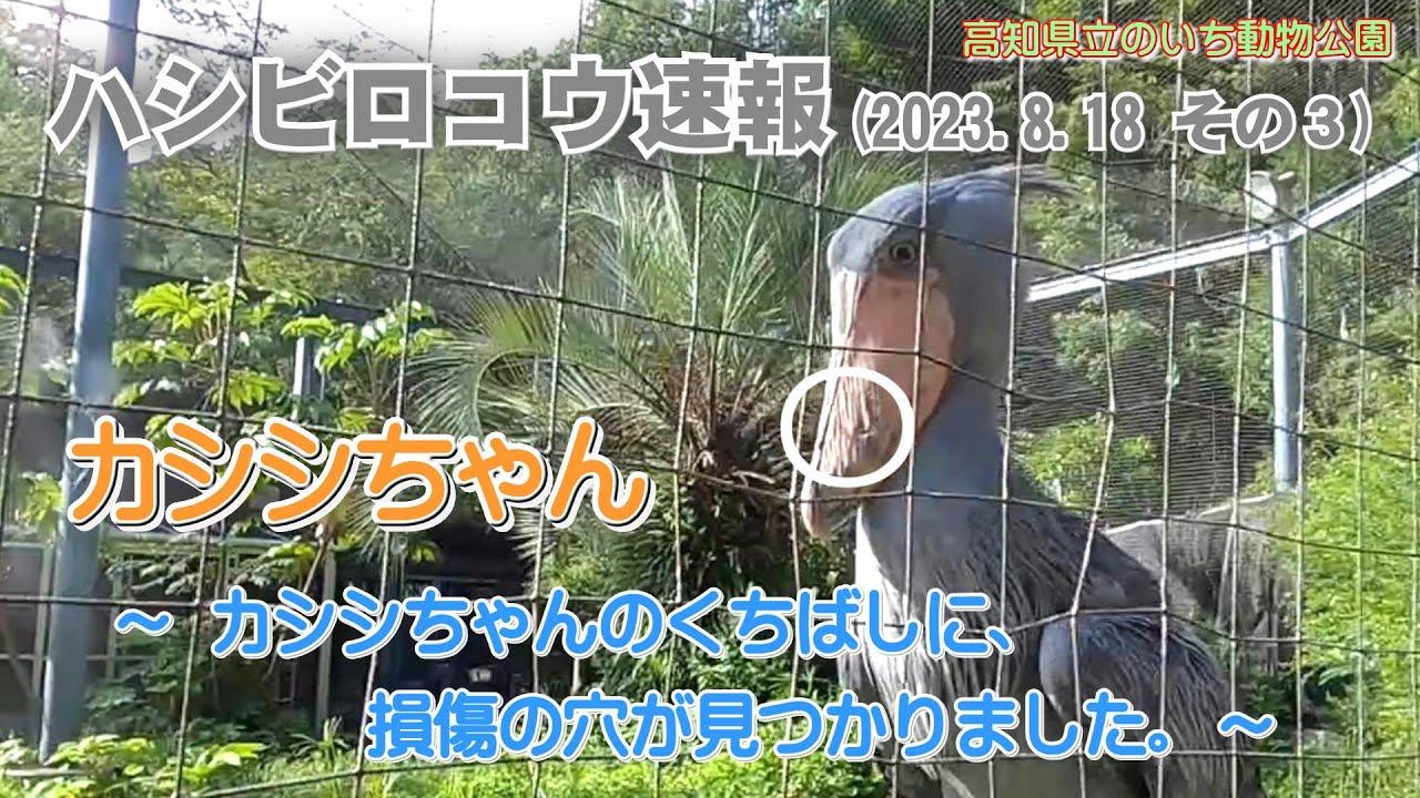 2023/08/18、カシシちゃんの左のくちばしに、1cmほどの損傷の穴が見つかりました。【のいち動物公園、ハシビロコウ速報(その3)】