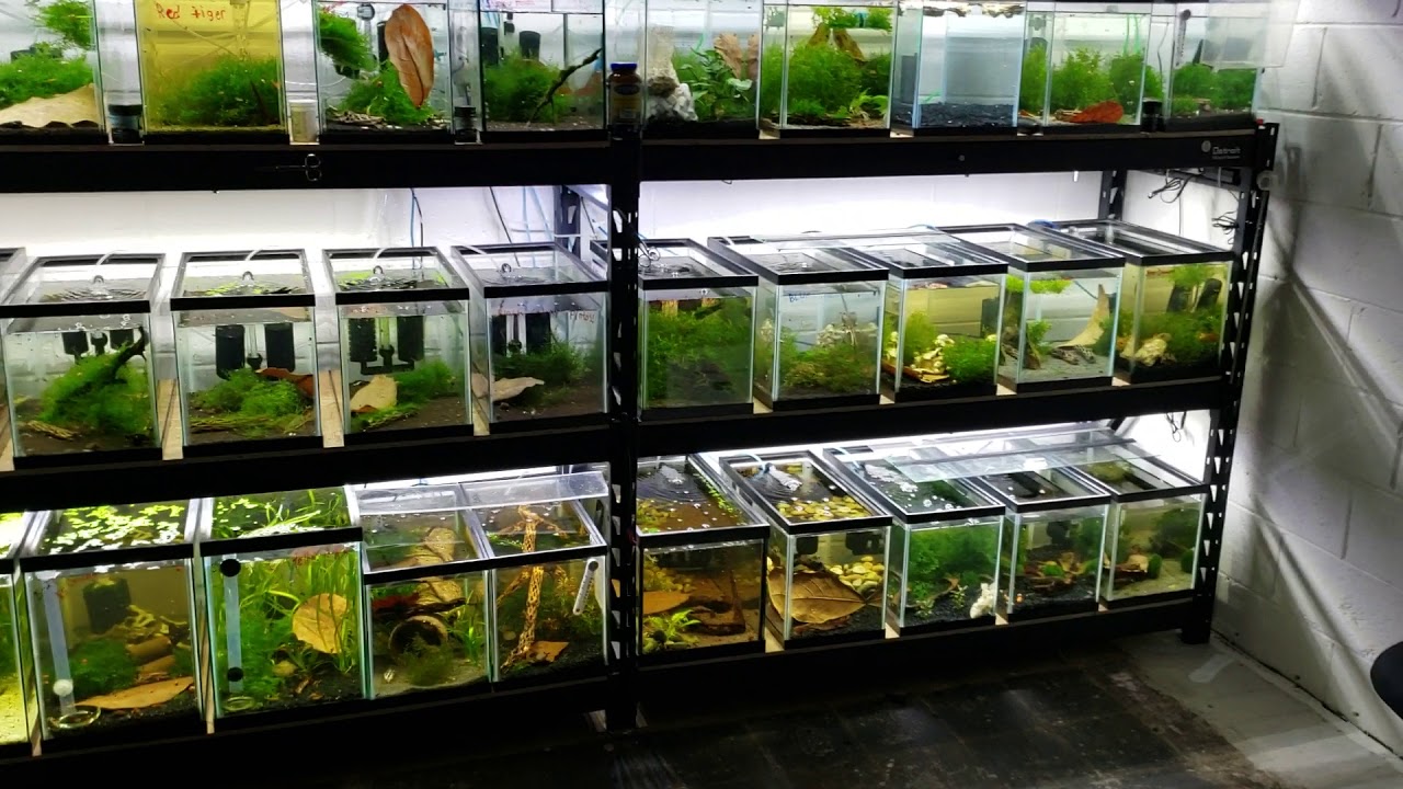 Shrimp racks finally filled, first wall done.