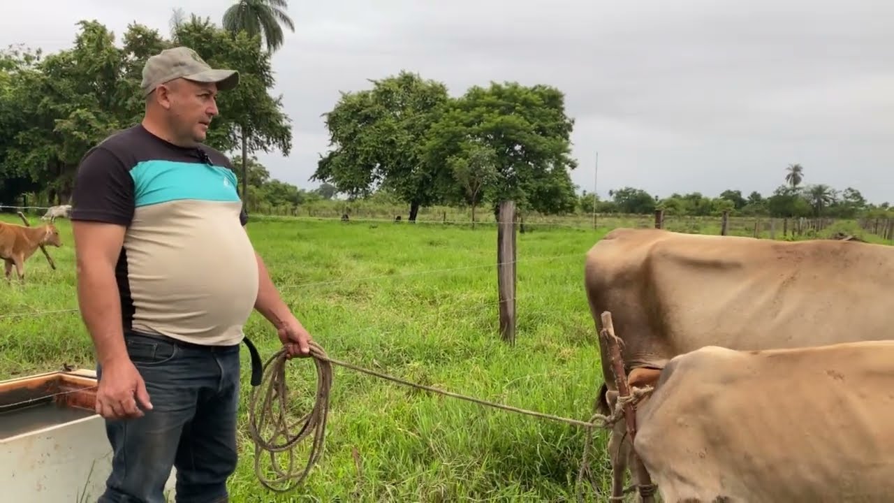 Vida campestre: Entre vacas y cosechas 👨🏻‍🌾🌾 | Documental