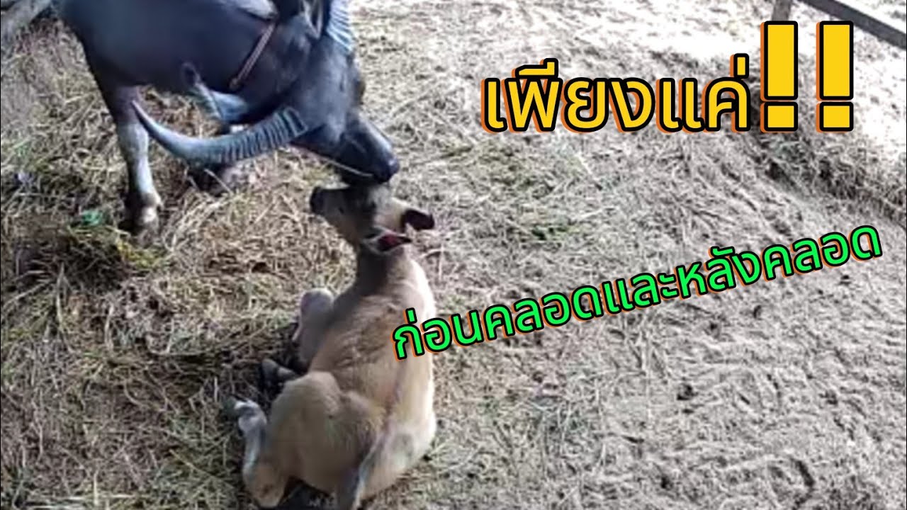 ควายก่อนคลอด และหลังคลอด (ชื่อมีนา)
