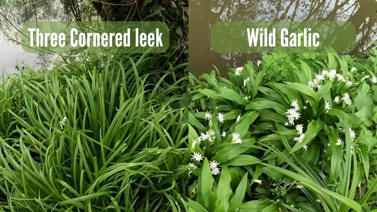 Wild Garlic Or Three Cornered Leek? - Sussex Foraging -