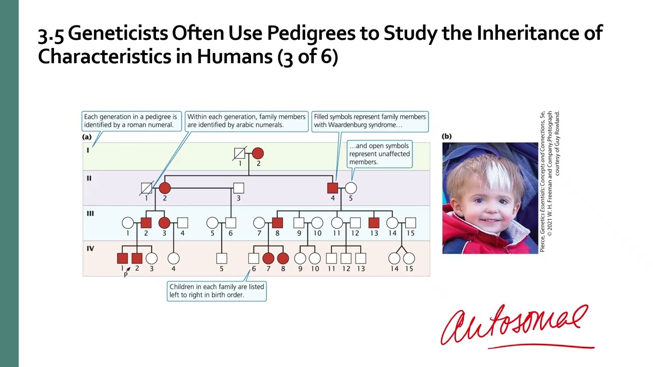 Chapter 3 Mendelian Inheritance Part 3 Pedigrees