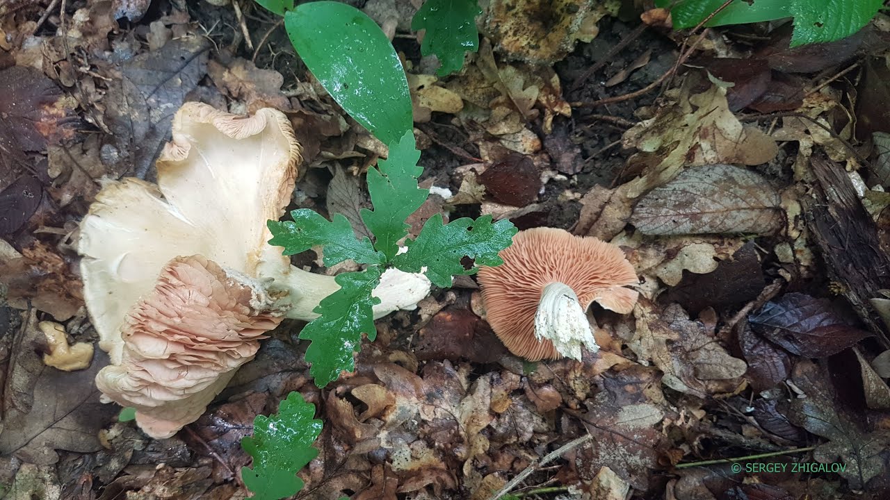 Ядовитые грибы Энтолома ядовитая Entoloma sinuatum Описание Токсичность Видео определитель