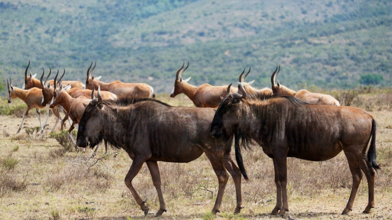 Majeje Africa Safaris - Safari photo et chasse en Afrique du sud