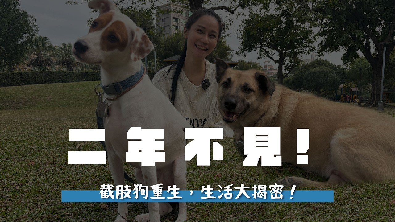 險被原放的三腿狗大山重生，蘇洛也有家，送養兩年生活揭密！