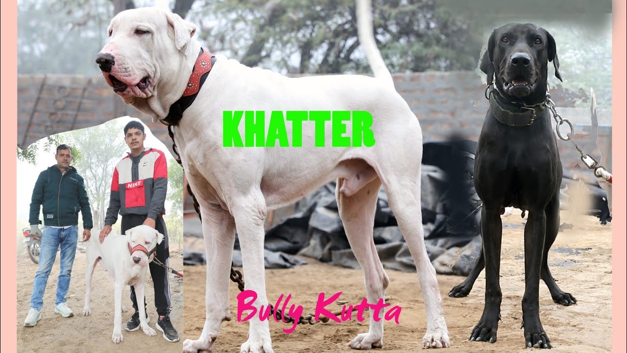 KHATTER BULLY KUTTA ! KALLI Z BLACK BULLY FEMALE