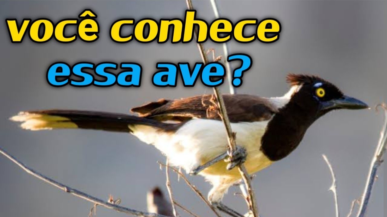 TUDO SOBRE A GRALHA CANC&Atilde;