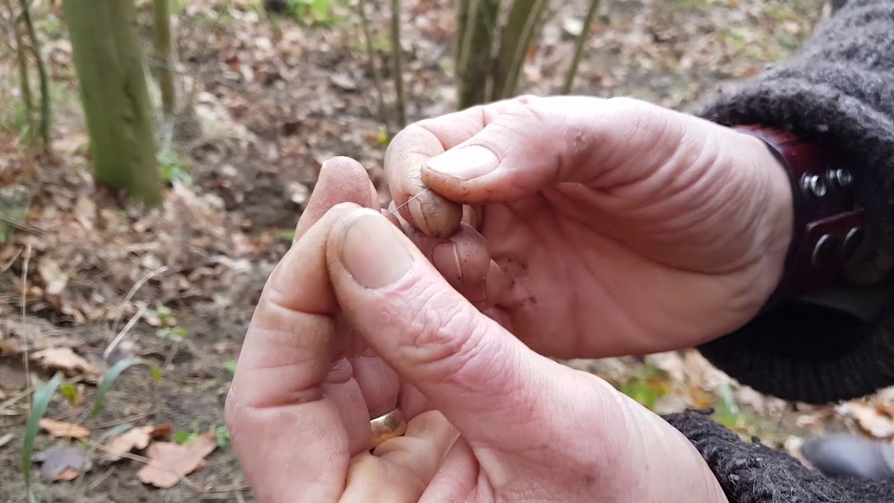 How to spot signs of Badger activity in the woodland