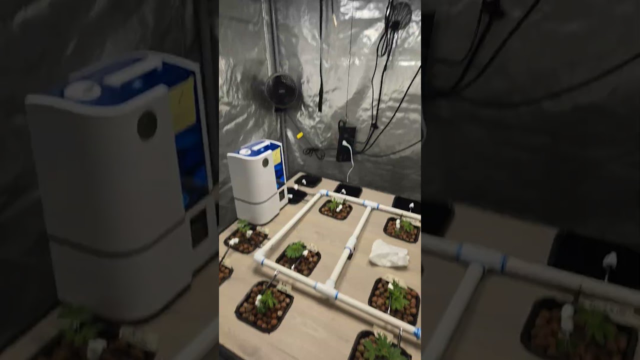 Hydroponic Mother Table