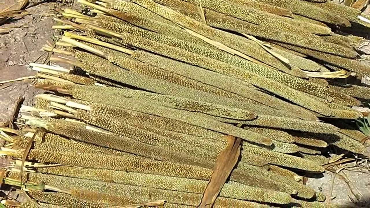 youth millet harvest in sabi