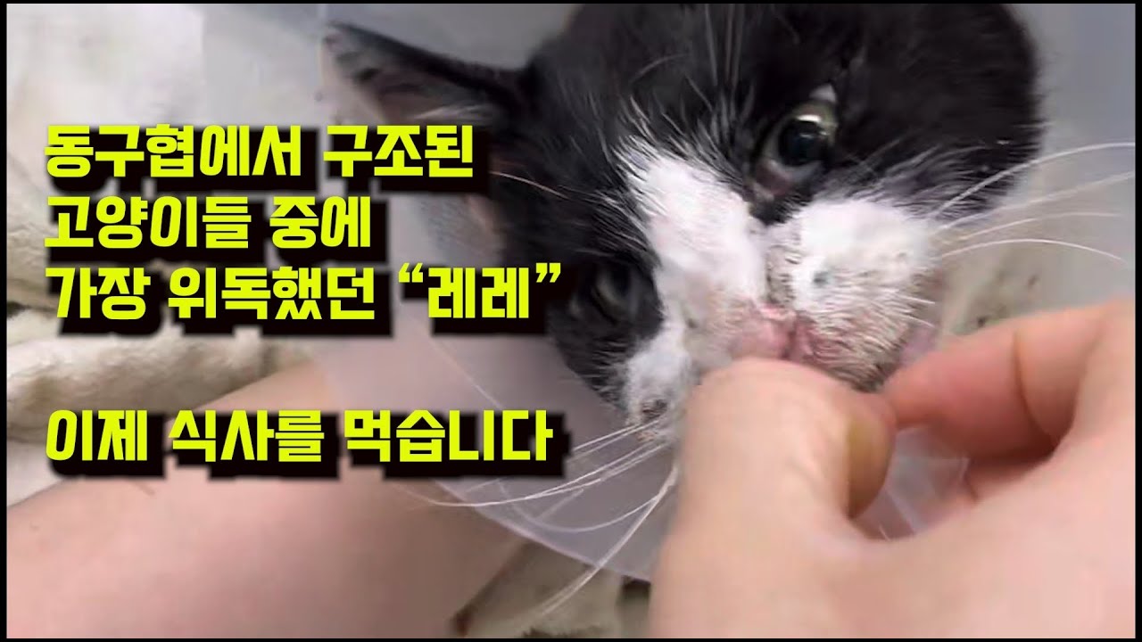 동구협에서 구조한 고양이들중 가장 위독했던 레레는 이제 밥을 먹습니다 /2월14일 연휴 첫날 라이브 방송