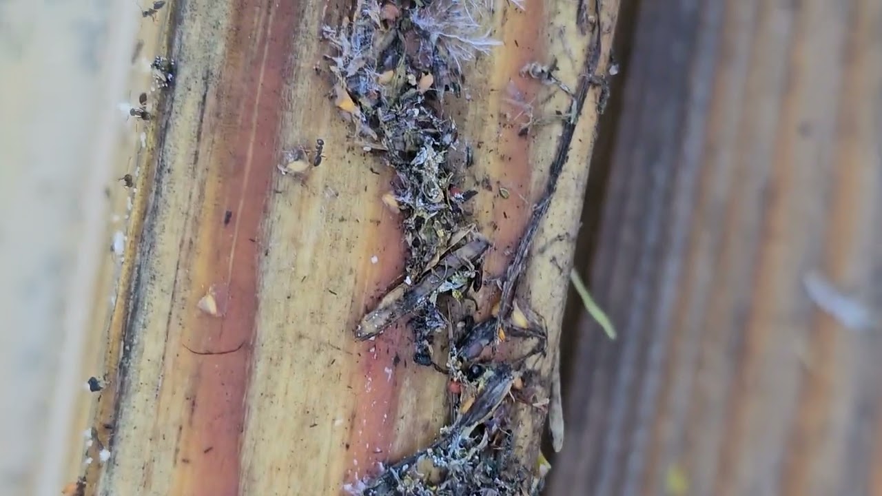 Wild Ant colony found wood in upstate NY! Do you see the queen? 