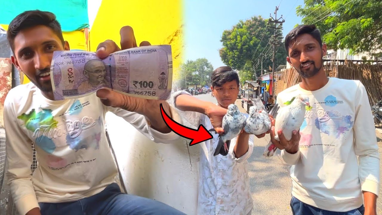 ₹100 Pigeon Purchase Challenge! || Kya itne Saste Me Kabootar Mil Sakta Hai 😱