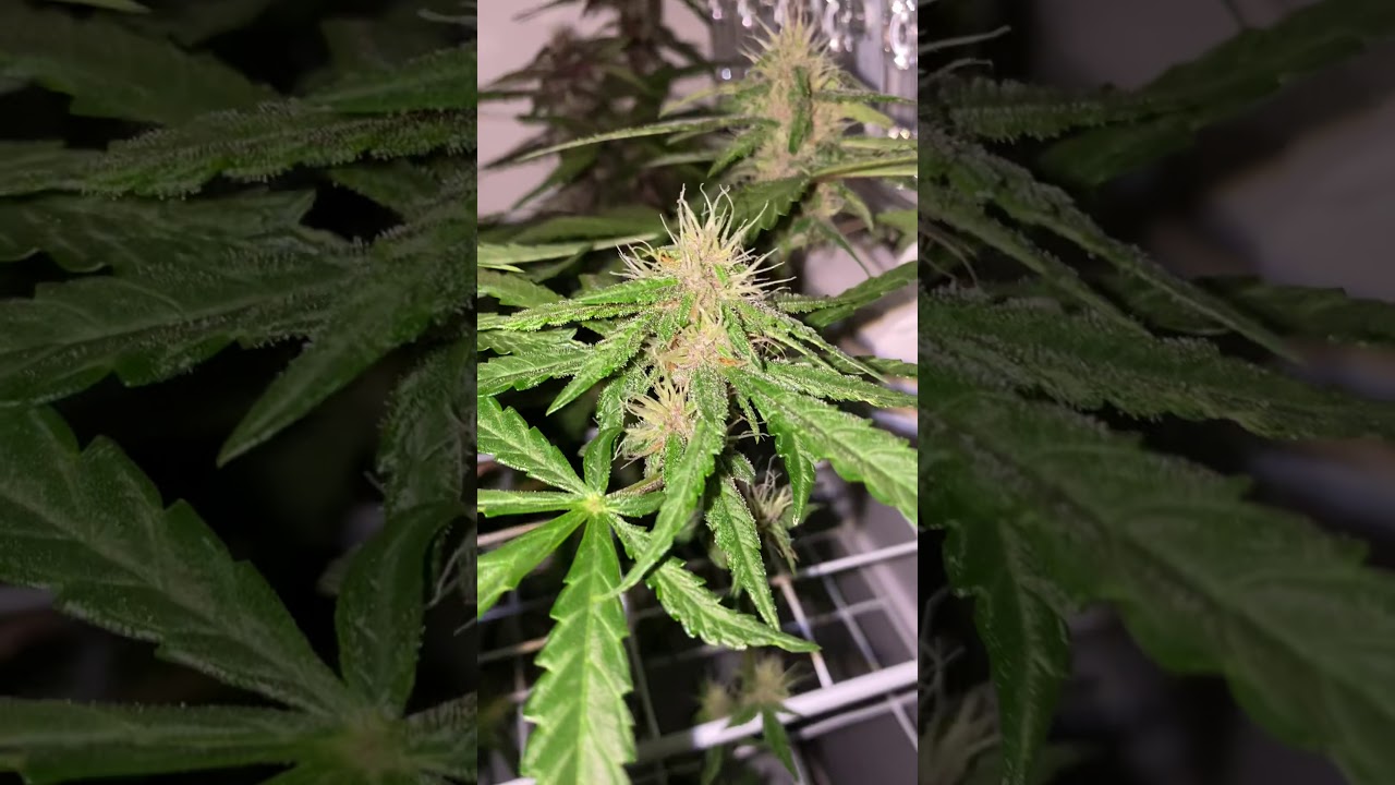 SEEDO GROW - DAY 52 - LSD 25 AUTO