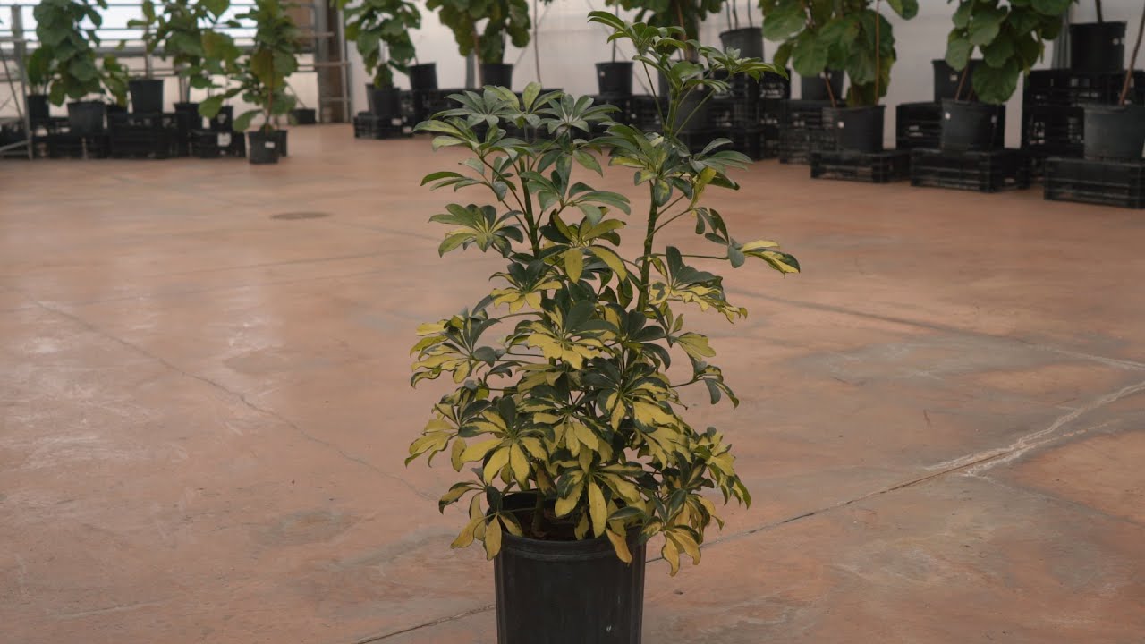 Schefflera Arboricola Variegated @ greengate Garden Centres