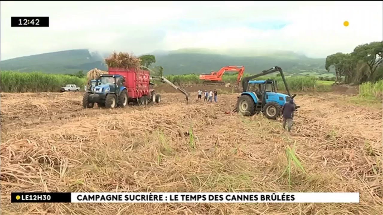 Campagne sucrière: le temps des cannes brûlées