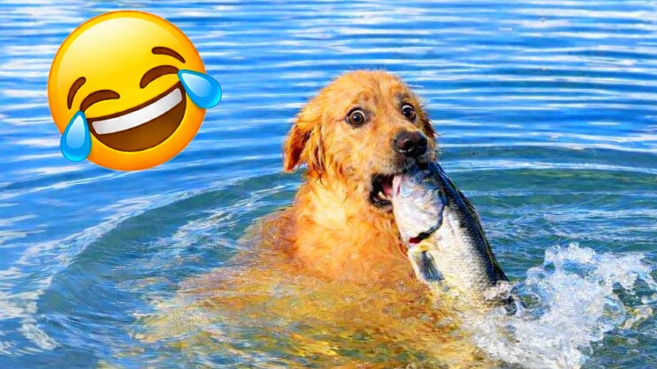 Funny Animal Videos 😂 Animals With Perfect (Unplanned) Timing