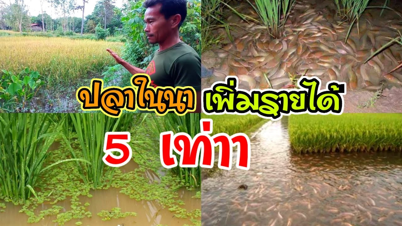 เลี้ยงปลาในนาข้าว #เพิ่มรายได้ 5เท่า รู้ครบ จบคลิปเดียว จากผู้มีประสบการณ์มาหลายปี