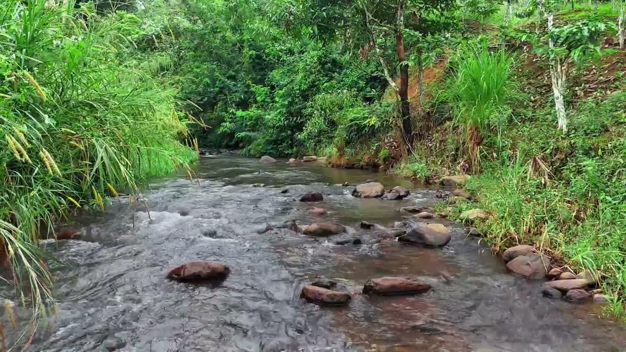Deep Sleep & Total Relaxation with Crystal Clear Jungle Stream Ambience
