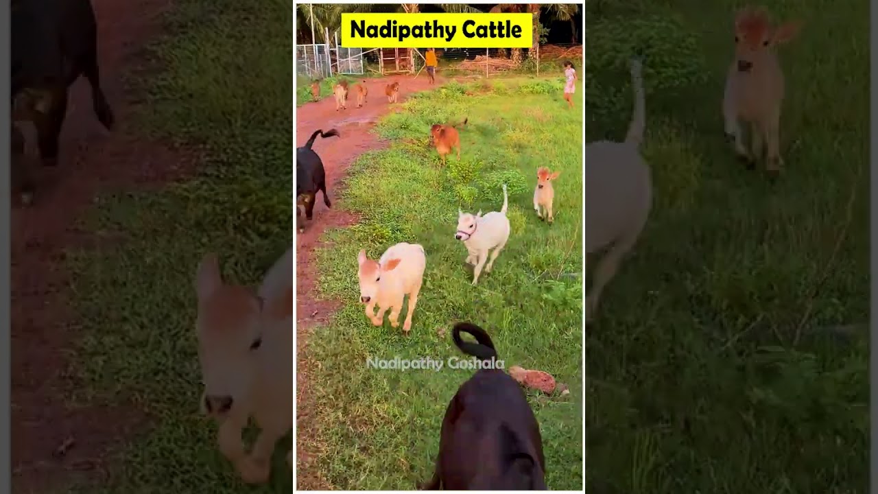 😍 1 To 2 feet height cattle😘 shortest cows breed #youtube #viral #reels #miniature #trend #youtube