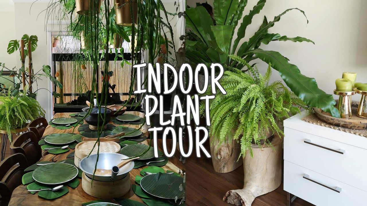 INDOOR JUNGLE OASIS PLANT TOUR
