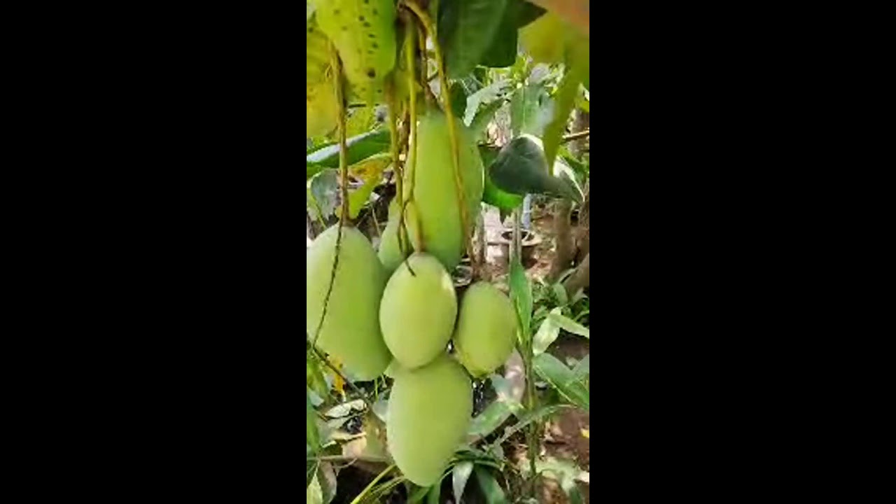 quitruong cảnh đẹp quê hương chú mèo dễ đang phát trực tiếp!
