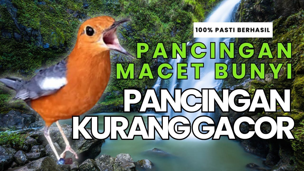 LANGSUNG NYAUT 10000 % ‼️ ANIS MERAH MACET BUNYI JIKA DENGAR SUARA INI PASTI NYAUT LANJUT GACOR | 62