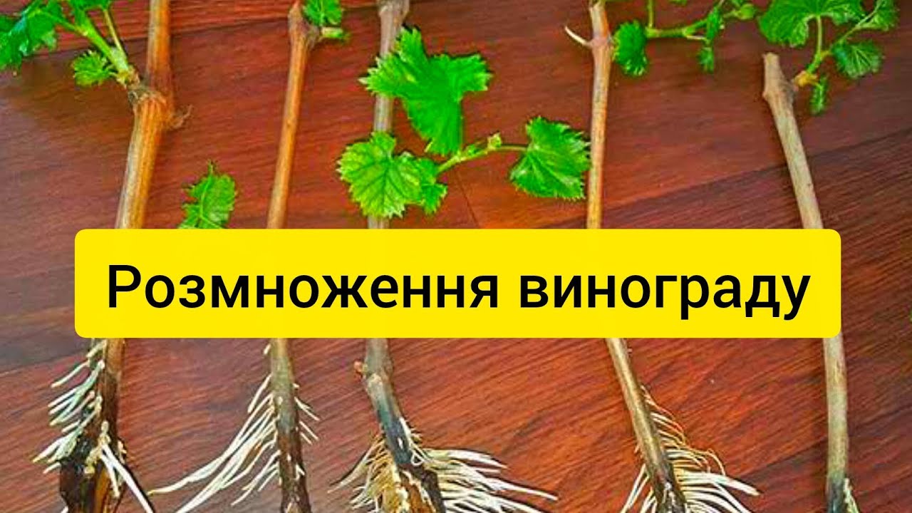 РОЗМНОЖЕННЯ (ЧЕРЕНЕУВАННЯ) ВИНОГРАДУ В ДОМАШНІХ УМОВАХ...