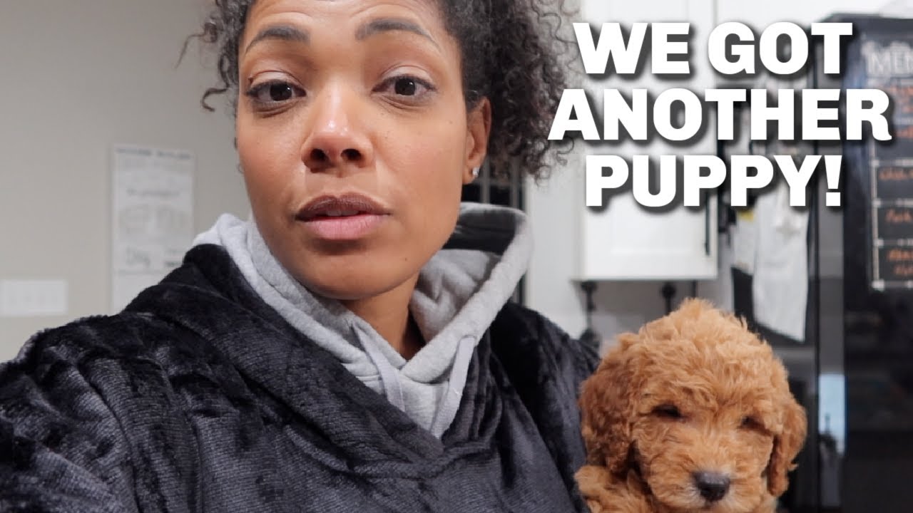 WE GOT A NEW PUPPY!!