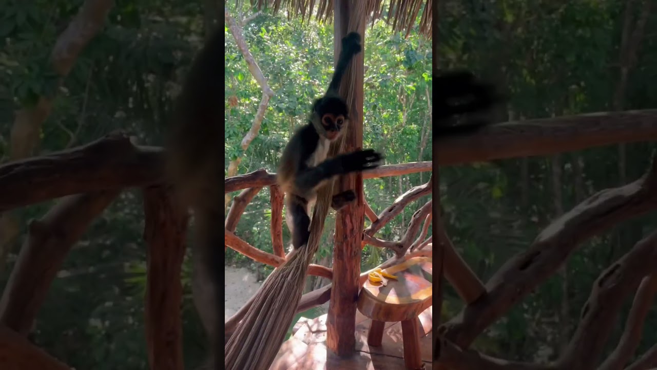Staying in a house surrounded by spider monkeys is adorable and terrifying at the same time #tulum