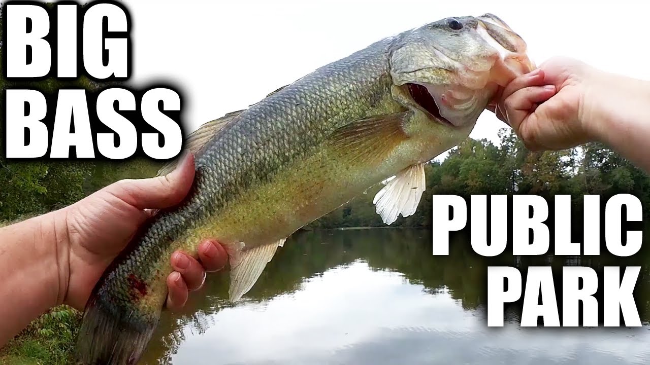 YUM Christie Craw Catches Big Bass! Bass Fishing In a Public Lake