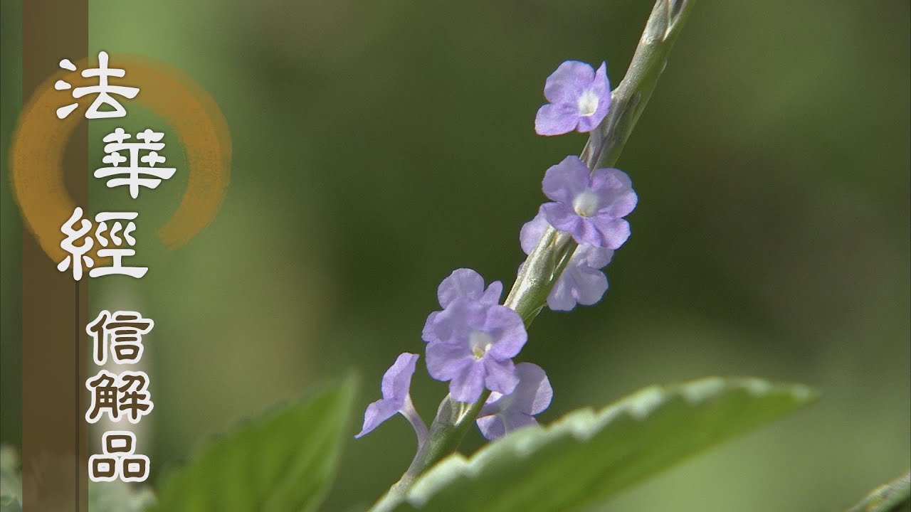【靜思妙蓮華】法華經信解品 - 深信體解 無諍三昧 - 20210315 第724集