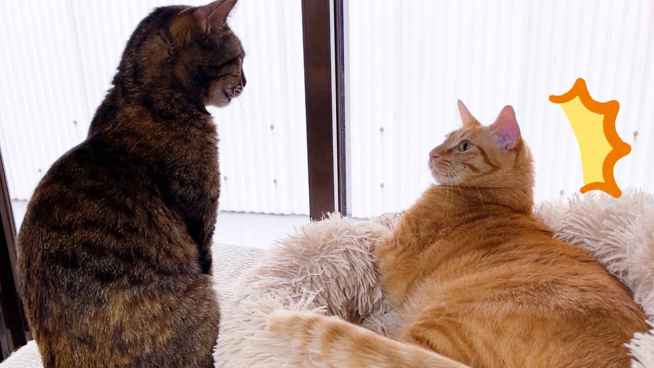 気付かないうちにお姉ちゃん猫が後ろに(笑)ビックリする茶トラ猫♥